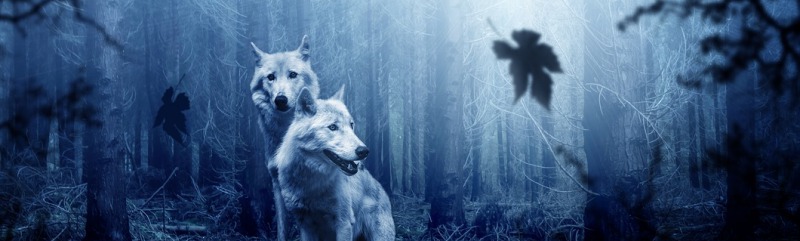 К чему снится Волк